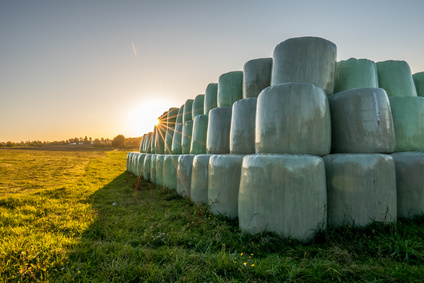 Elfjähriger Junge beschädigt beim Spielen die Schutzfolie vieler Futterballen. In Folie gewickelte Futterballen, auf dem Feld gestapelt.
